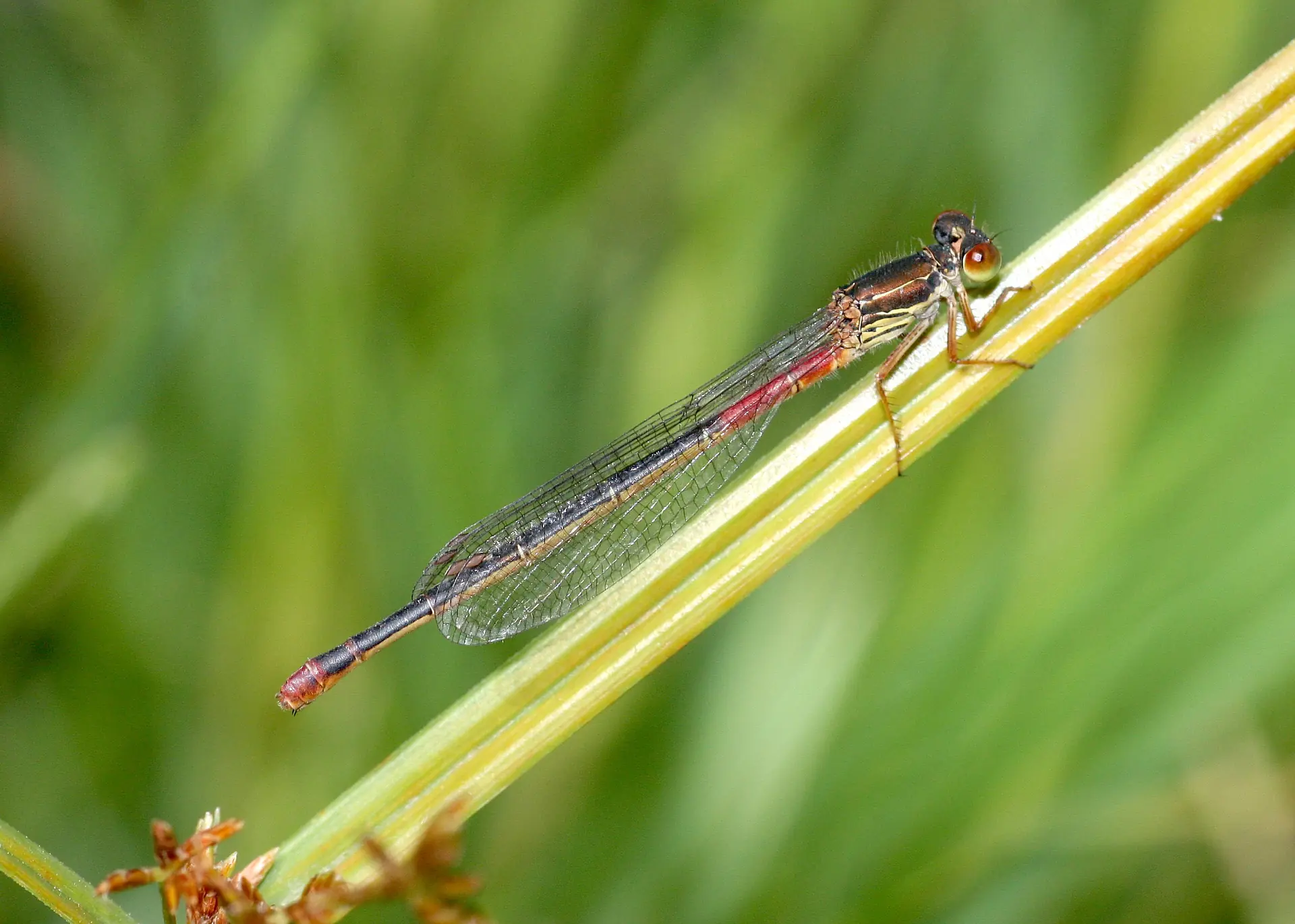 Adult female form typica © Allan Brandon